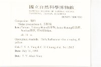 長柄菊藏品圖，第2張