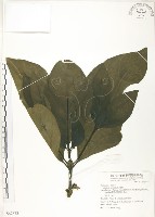檄樹、諾麗果藏品圖，第1張