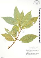 對葉榕藏品圖，第1張