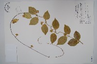 蘭嶼牛皮消、蘭嶼白薇藏品圖，第1張