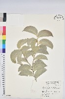 鐵色藏品圖，第4張