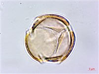 鐵色藏品圖，第1張