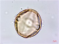 鐵色藏品圖，第2張