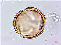 鐵色藏品圖，第3張