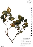 龍珠藏品圖，第1張