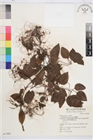 威靈仙藏品圖，第1張