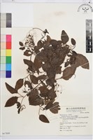 威靈仙藏品圖，第1張