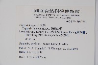 蘭嶼山柑藏品圖，第2張