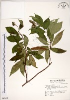 華八仙藏品圖，第1張