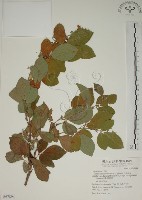 白木蘇花藏品圖，第1張