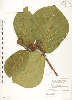 欖仁舅藏品圖，第1張