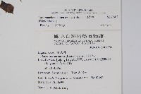 山菜豆藏品圖，第2張