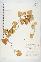 海牽牛藏品圖，第1張