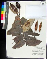 翅子樹、裡白翅子樹、臺灣翅子樹藏品圖，第1張