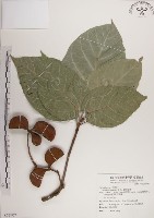 蘭嶼蘋婆藏品圖，第1張