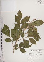 蘭嶼樹蘭藏品圖，第1張