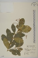 交趾衛矛藏品圖，第1張