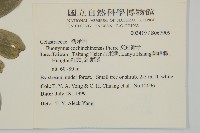 交趾衛矛藏品圖，第2張