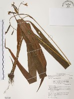 臺灣白及藏品圖，第1張