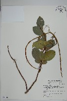 蘭嶼絡石藏品圖，第1張