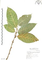 對葉榕藏品圖，第1張