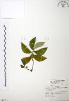 食用樓梯草藏品圖，第1張