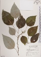 落尾麻藏品圖，第1張