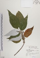 蘭嶼水絲麻藏品圖，第1張