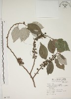 四脈麻藏品圖，第1張