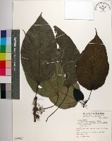 三脈紫麻藏品圖，第1張