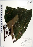 蘭嶼木薑子藏品圖，第1張