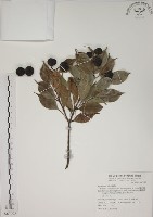 賽赤楠藏品圖，第1張