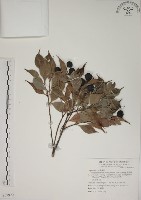 賽赤楠藏品圖，第1張