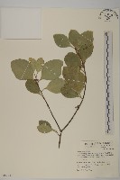 日本賽衛矛、日本假衛矛藏品圖，第1張