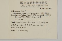 日本賽衛矛、日本假衛矛藏品圖，第2張