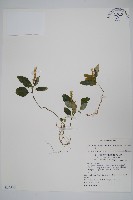 卵葉鱗球花藏品圖，第1張