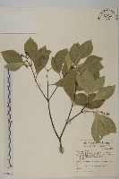 日本賽衛矛、日本假衛矛藏品圖，第1張