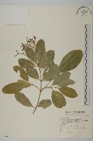 交趾衛矛藏品圖，第1張