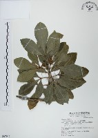 假三腳虌藏品圖，第1張