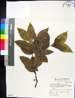 革葉羊角扭、細脈榖木藏品圖，第1張