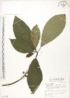 水冬瓜藏品圖，第1張