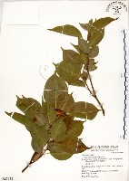 白榕、垂榕藏品圖，第1張