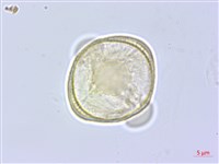 台灣天胡荽藏品圖，第1張