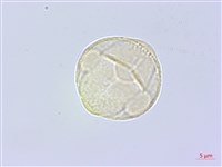 台灣天胡荽藏品圖，第2張