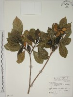 山黃梔藏品圖，第1張