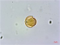 紅頭李欖, 蘭嶼李欖藏品圖，第4張