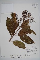 厚殼樹藏品圖，第1張