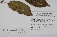 厚殼樹藏品圖，第2張