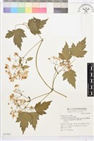 串鼻龍藏品圖，第1張