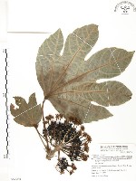 蘭嶼八角金盤藏品圖，第1張